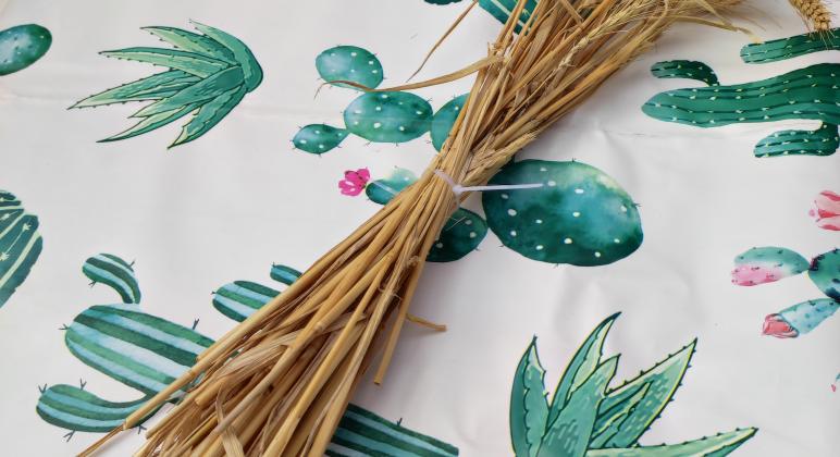 PLANTAS PARA LA VIDA