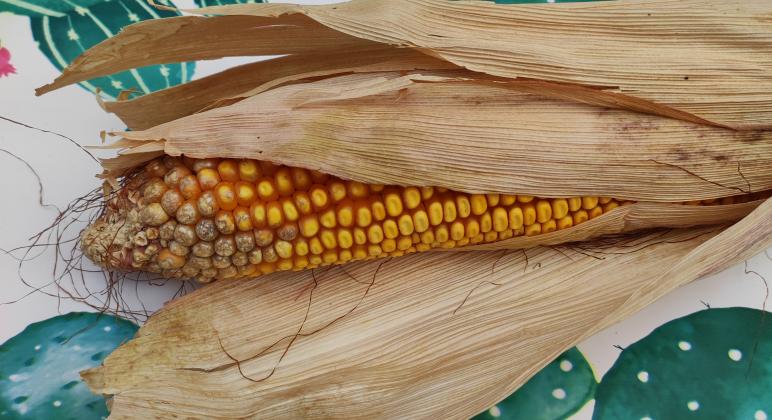 PLANTAS PARA LA VIDA